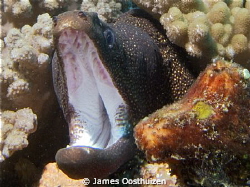 Moray getting angry with the camera by James Oosthuizen 